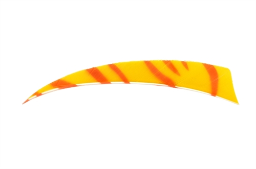Bearpaw Turkey zebra 5" shield RW faner