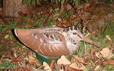 WOODCOCK