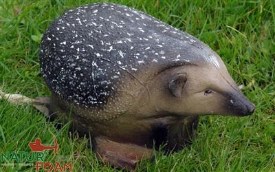 HEDGEHOG