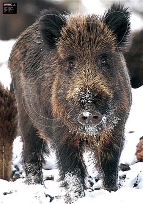 Maximal Animal Target - Vildsvin i sne 70X100 WILD BOAR IN THE SNOW