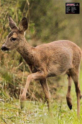 Maximal Animal Target: Rålam/Roedeer