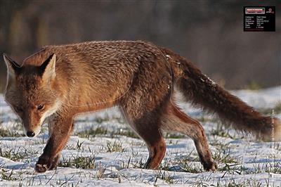 Maximal Animal Target - Ræv i sne/Fox in the snow
